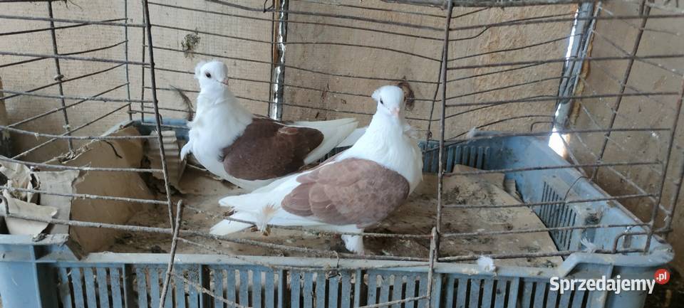 Sprzedam gołębie ozdobne sprzedam