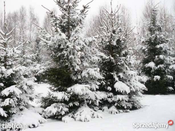 Choinki własna plantacja niska hurt