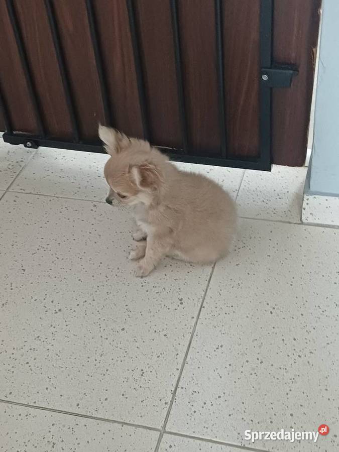 Dziewczynka Mini Długowłosa Chihuahua łódzkie Zgierz sprzedam