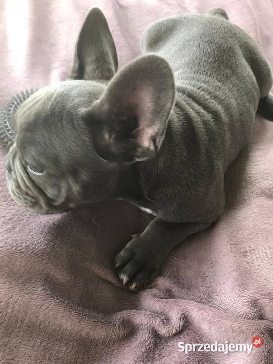 Buldog francuski dolnośląskie