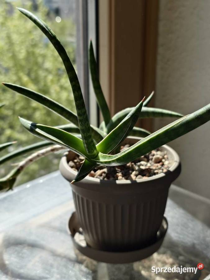 Sansevieria ballyi Minnie odrost ok 20 Warszawa