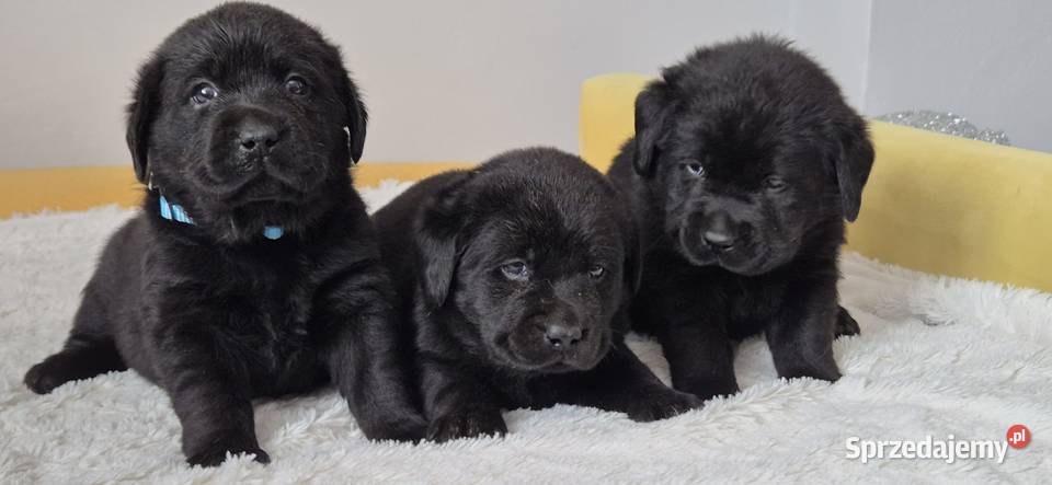 Labrador retriever czarny piesek Pasztowa Wola