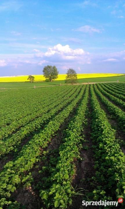 DeszczownieMaszyna do formowania zagonów Trzemeszno