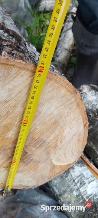 Brzoza kłoda pień klocek dłużyca drzewo drewno lubelskie Susiec