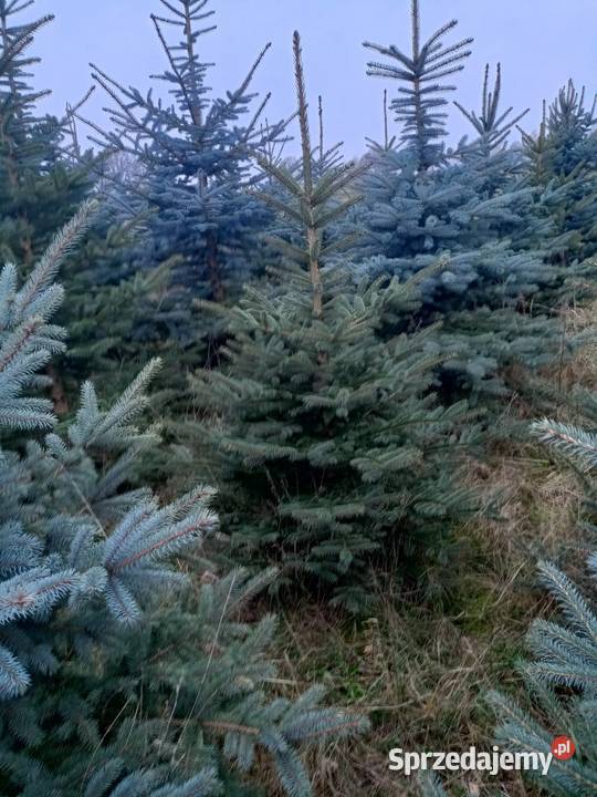SWIERKI MALE DUZE KLUJACE SWIERKI ZAMOWIENIE Rośliny okopowe Tuszyn sprzedam