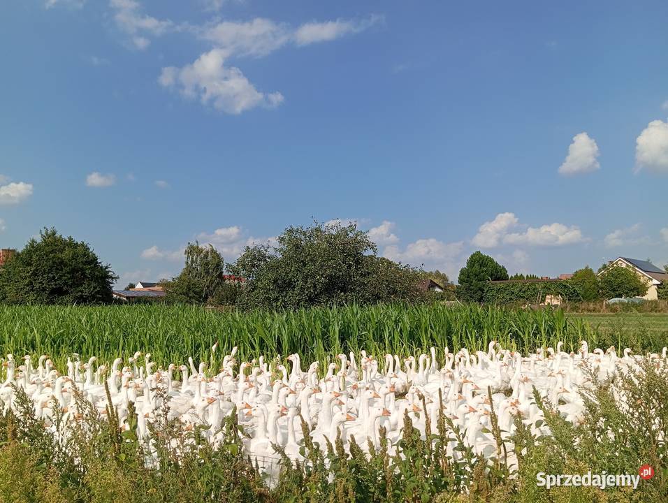 Do wynajęcia obiekt hodowlany 1000m2 silosy wielkopolskie Osiecza Pierwsza