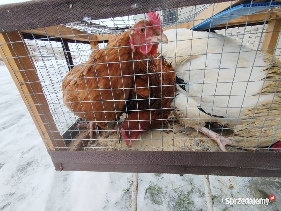 Kogut i dwie kury nioski