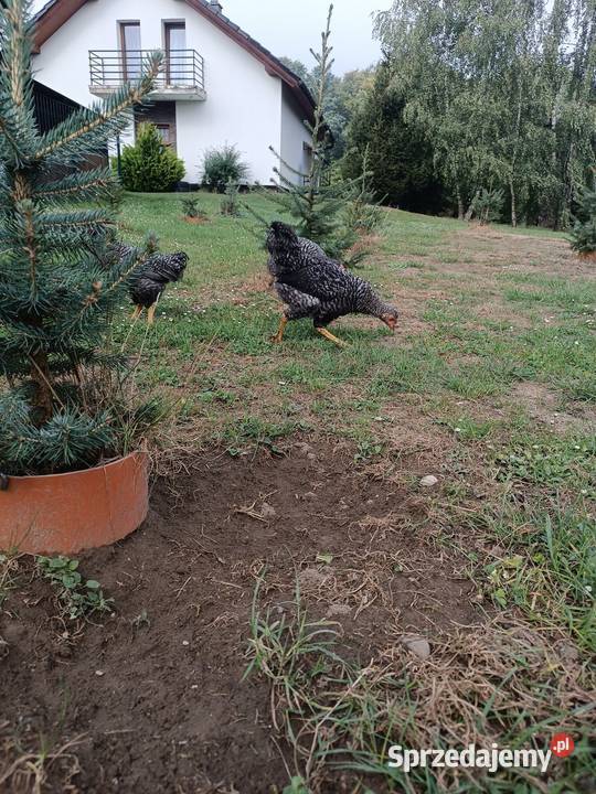 Młode koguty Świerklany