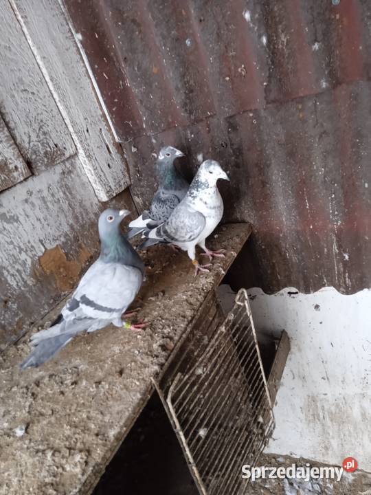 Sprzedam całe stado gołębi pocztowych Drozdówka