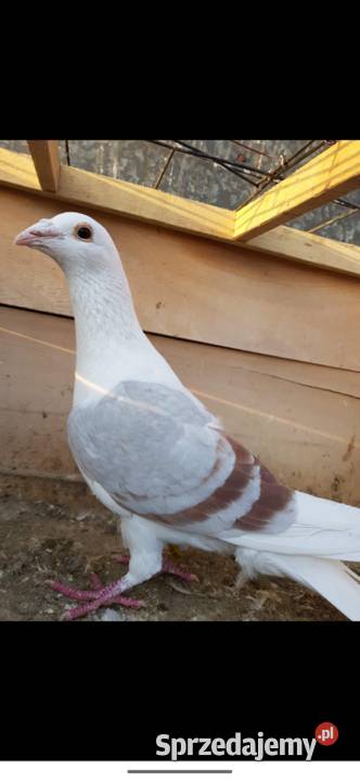 Gołębie śląskie tarczowe Lubraniec