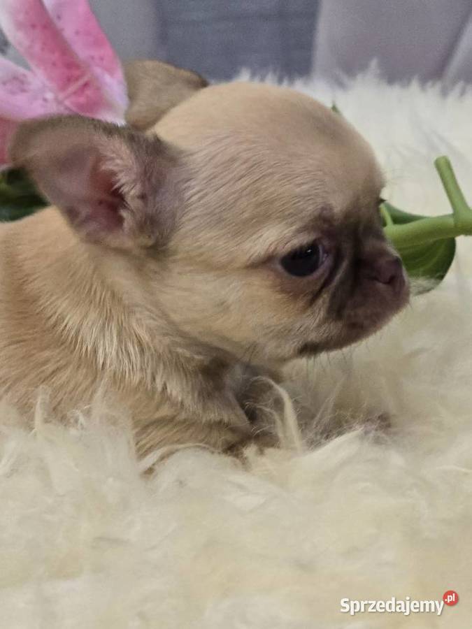 Chihuahua Biszkoptowy XXS Bielsko-Biała