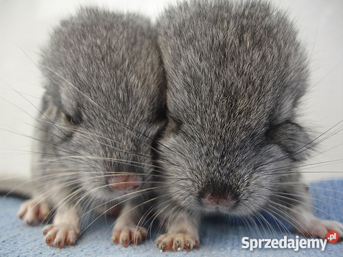 Sprzedam dwa młode szynszyle śląskie