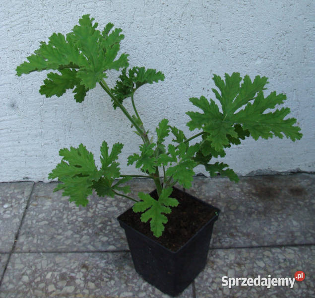 GERANIUM ANGINKA sadzonki w doniczkach Ustronie