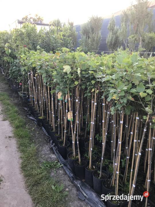 Porzeczki i agresty szczepione na pniu Owocowe