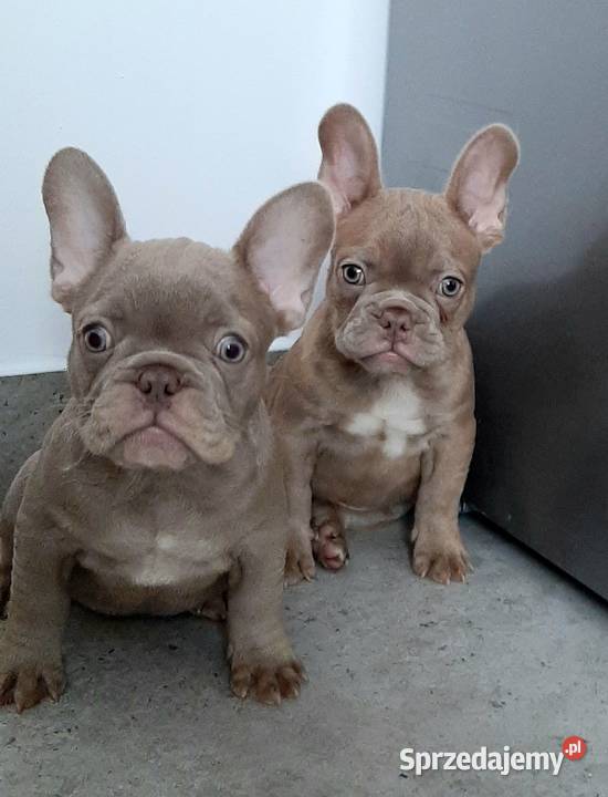 Buldog francuski pieski i suczki Pabianice sprzedam