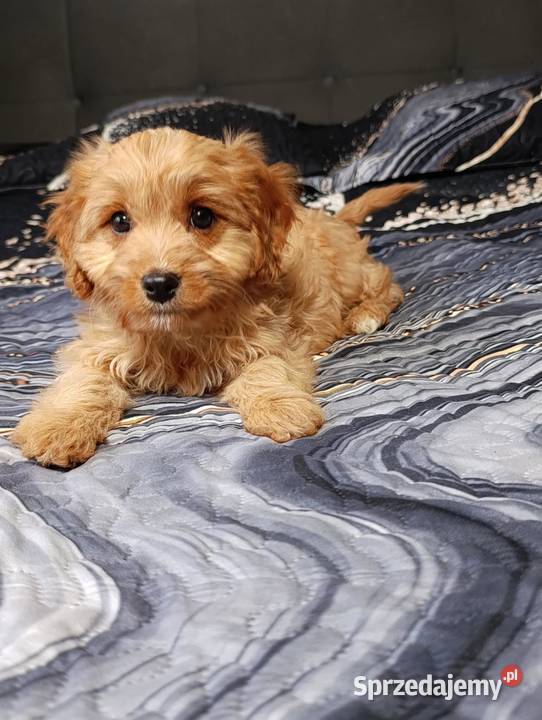 Cavapoo suczka Szczaworyż