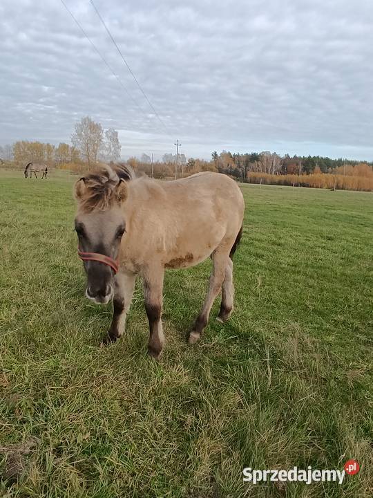 Koniki Polski ogierek Lubartów