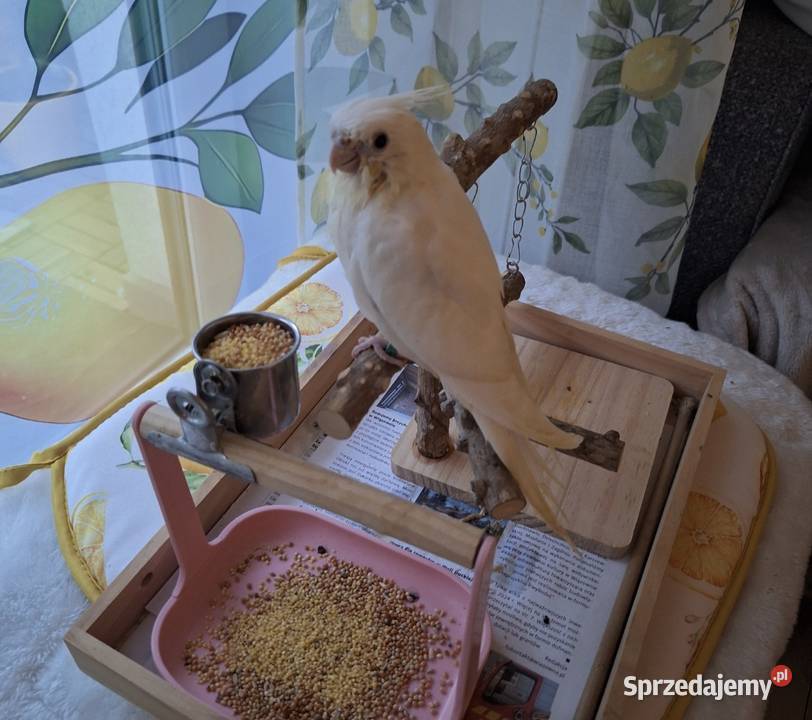 Papuga nimfa ręcznie karmiona mazowieckie