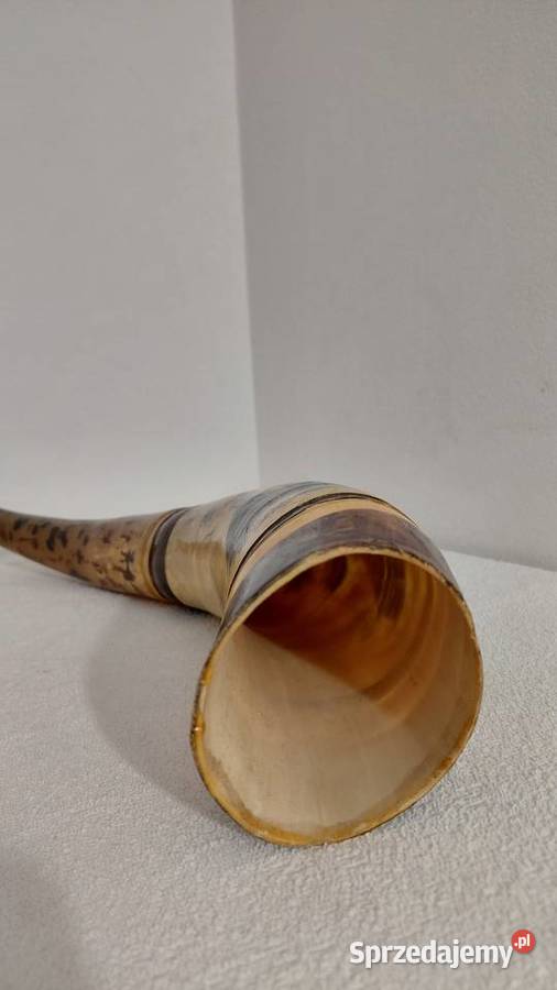 Róg Watussi Senegal małopolskie Krzykawa