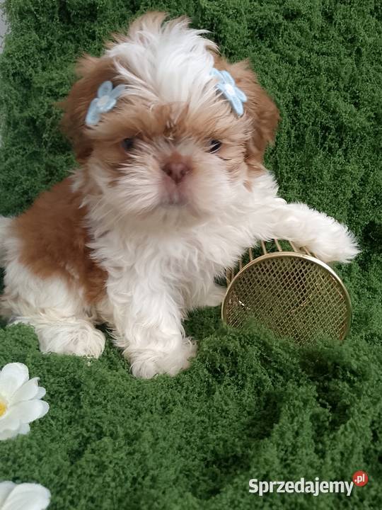 GOTOWY DO ODBIORU piękny piesek rasy ShihTzu Shih Tzu