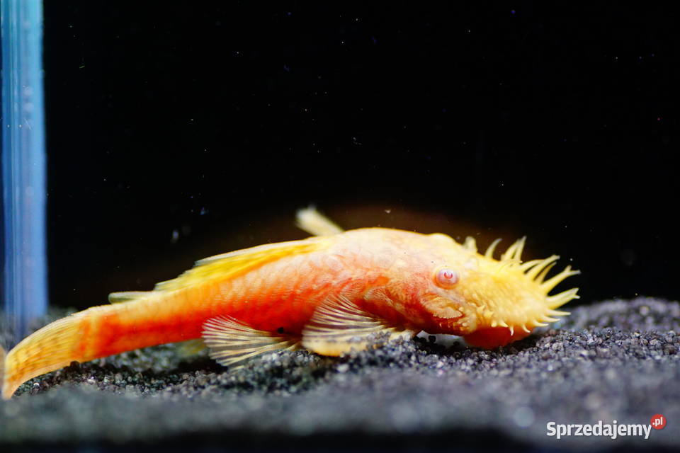 Glonojad albinos Zbrojnik niebieski odmiana Ryby Gdańsk