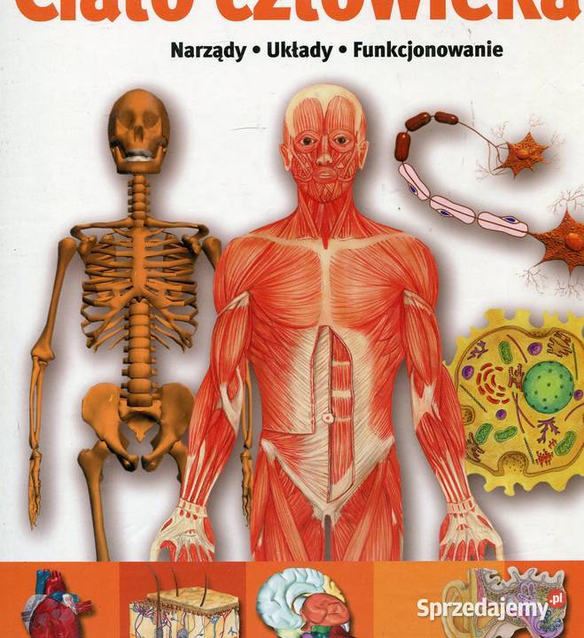 Ciało człowieka Narządy Układy Funkcjonowanie twarda Szczecin