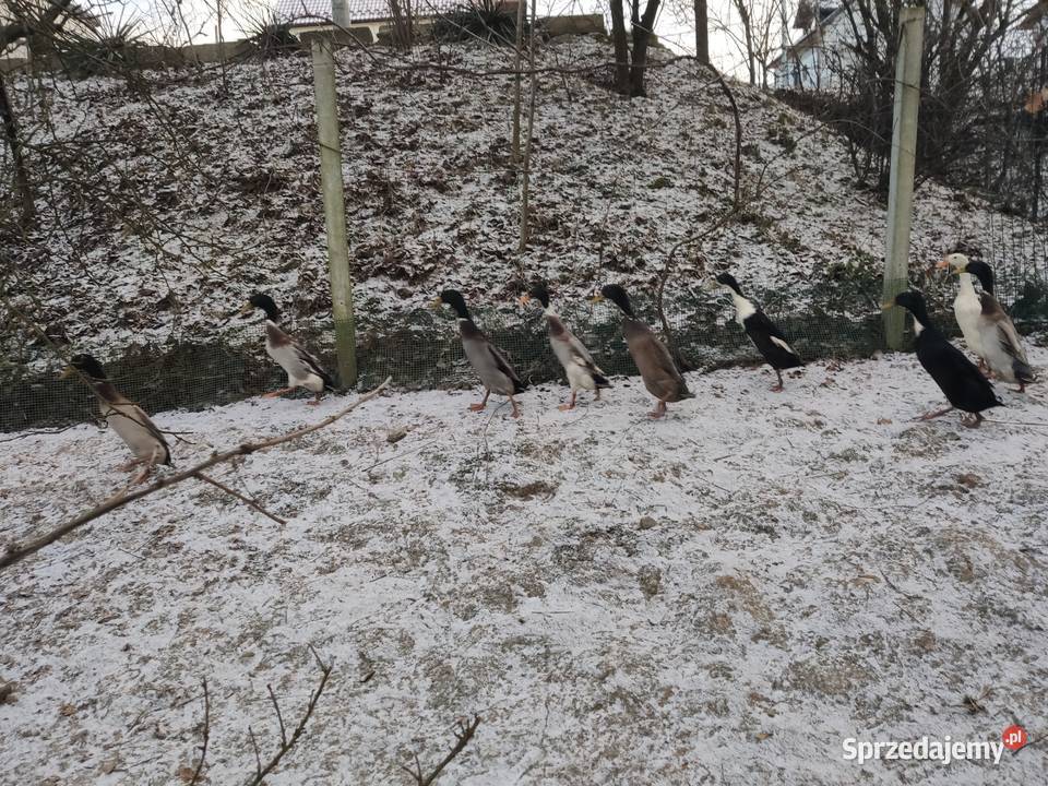 Kaczki biegus indyjski Ptaki Dobczyce