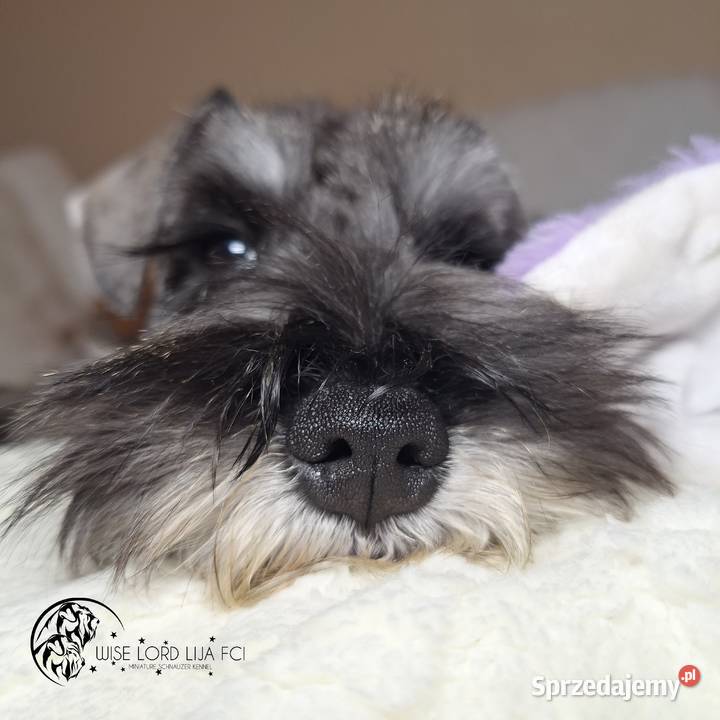 Sznaucer miniaturowy pieprz i sól rodowód Stargard