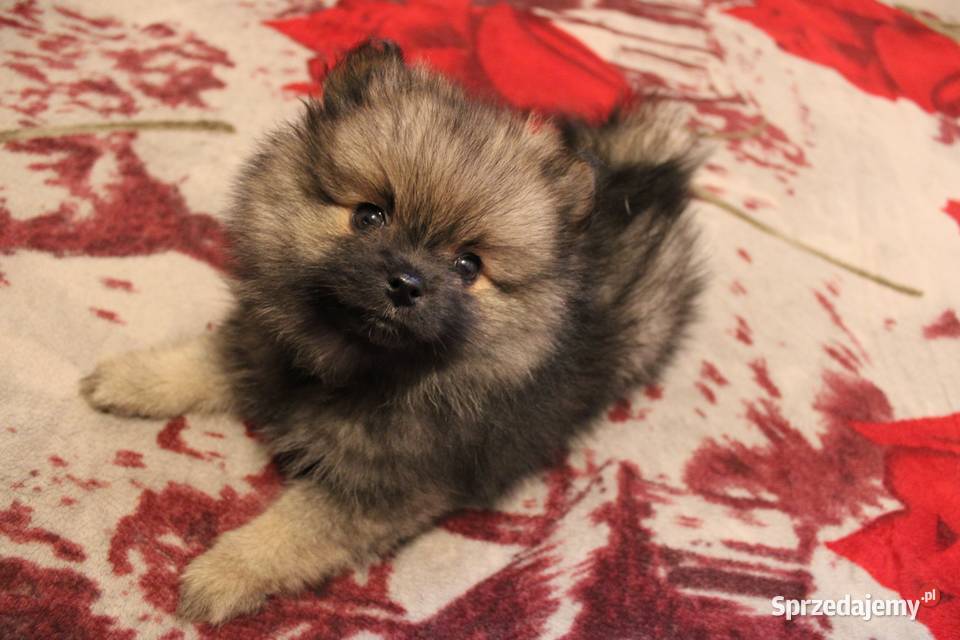 Szpic miniaturowy pomeranian nietypowy kolor Psy pomorskie Kaliska sprzedam
