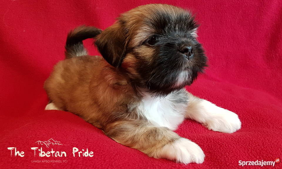 Szczenięta Lhasa Aspo kuzyn Shih Tzu rodowód małopolskie