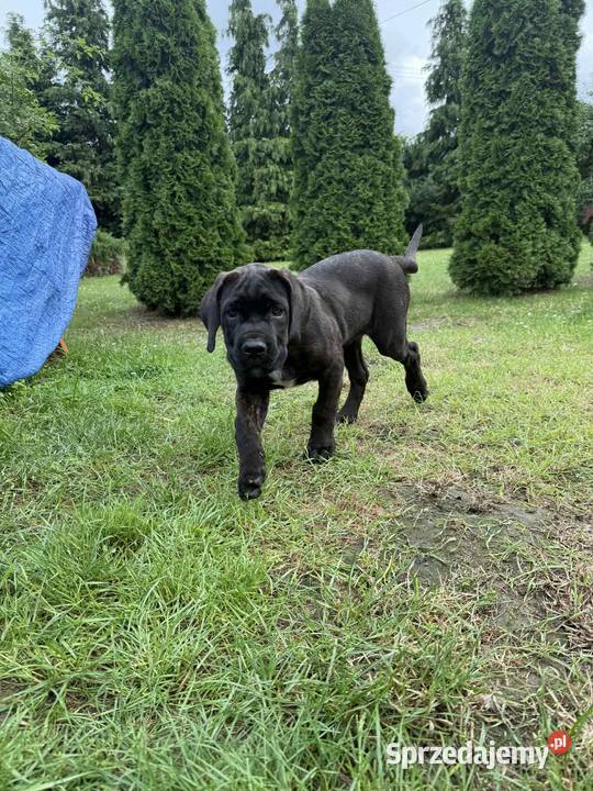 Cane Corso Mogilno