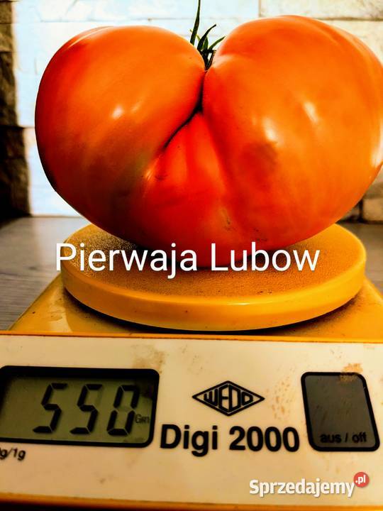 Stara Babcina Malinówka 50 lat Nasiona kolekcja Kraków