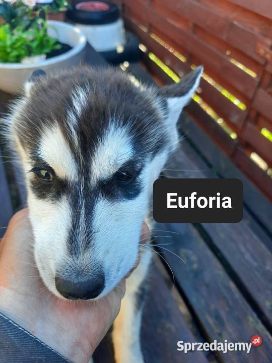 Szczeniaki dostępne mlode Reda sprzedam
