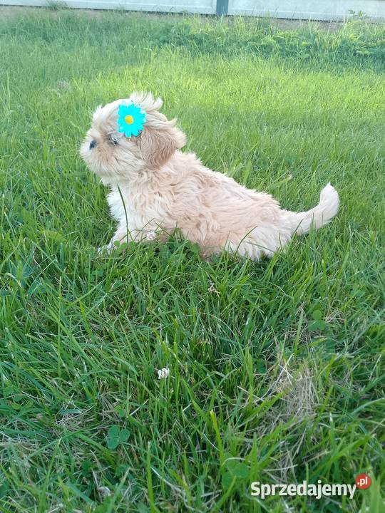 Do odbioru jasny piesek rasy ShihTzu Namysłów