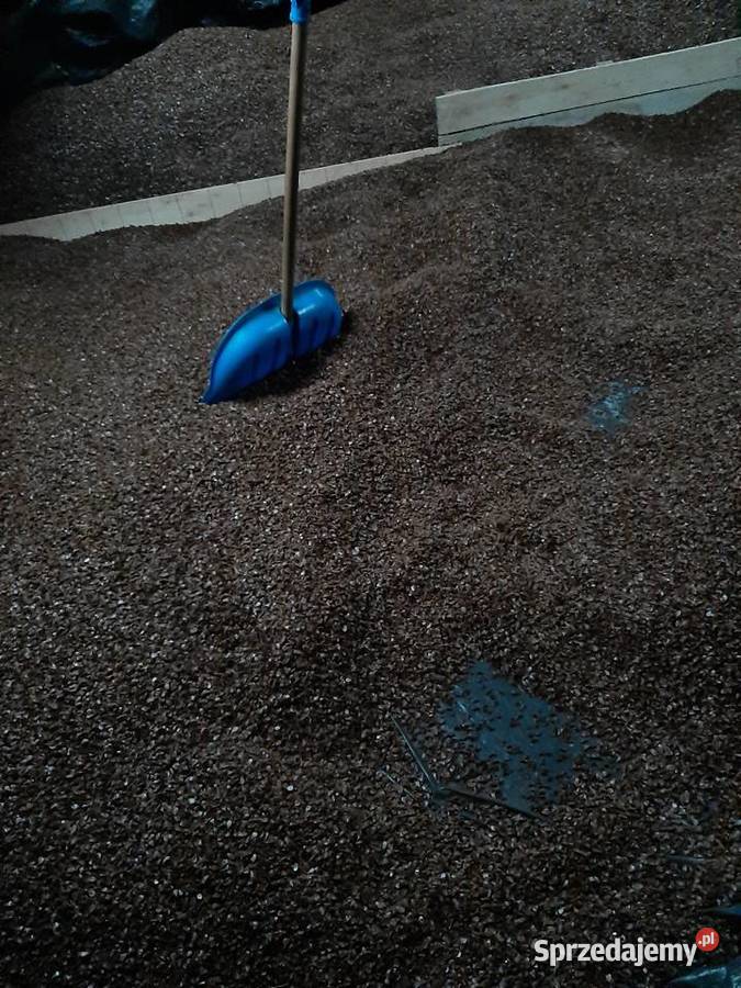 nasiona buka Kołczygłowy sprzedam