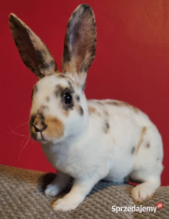 Królik Mini Rex trójbarwny