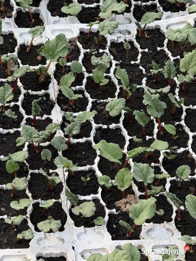 Oczka rabarbaru malinowego Potworów sprzedam