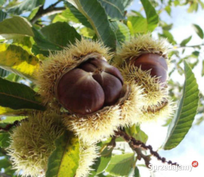 KASZTAN JADALNY Castanea sativa NASIONA 16 sztuk Lubanie sprzedam