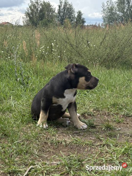 Szczeniak American bulli