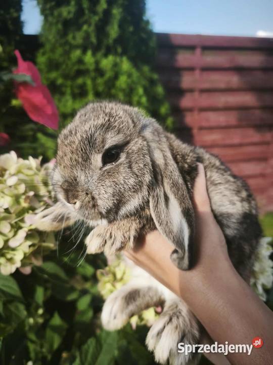 Królik miniaturowy mini lop