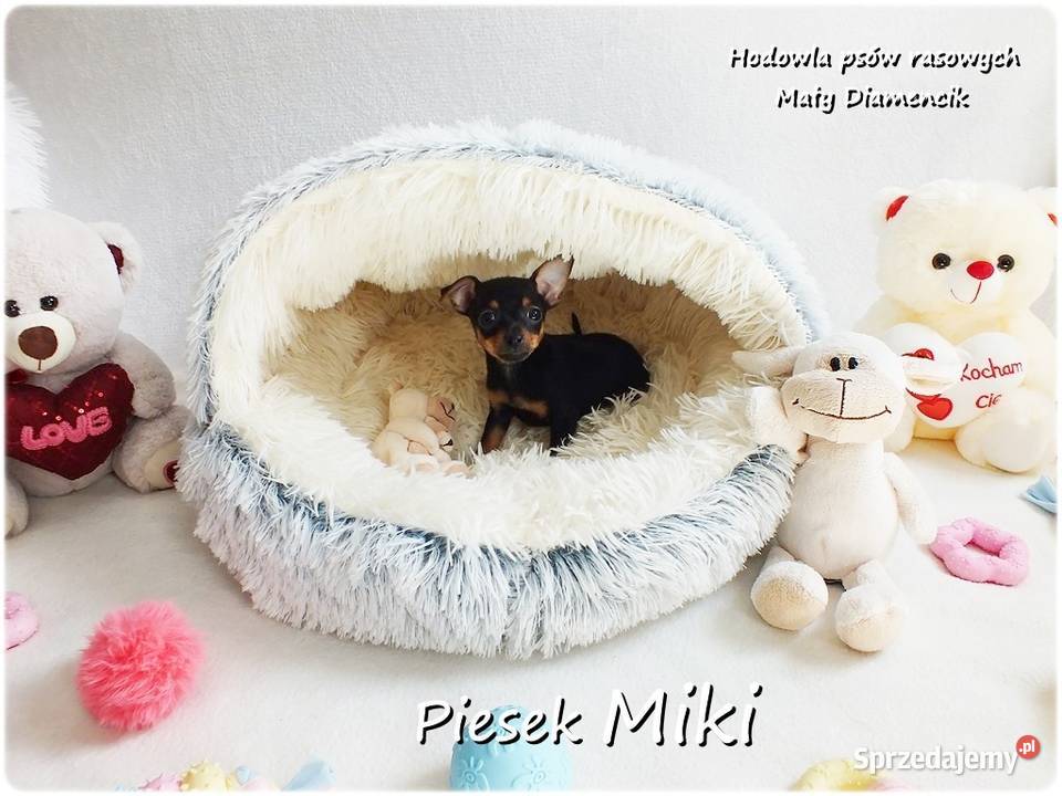Pinczer miniaturowy Ratlerek tzwsarenka MINI Żary