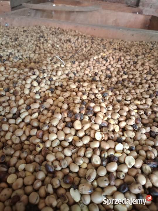 Bobik Pełczyska sprzedam