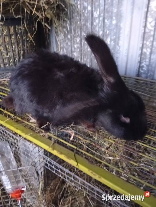 Sprzedam króliki Niemstów