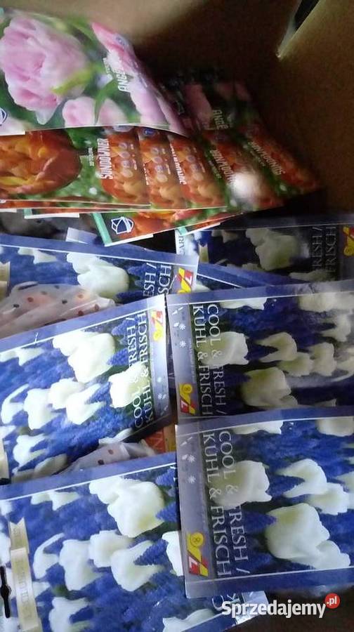 Cebulki Tulipany z Holandii Świetna jakość i Bielsko-Biała
