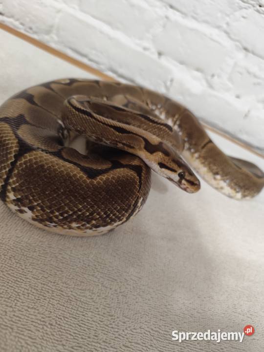 Dorosła samica Spider Pruszków