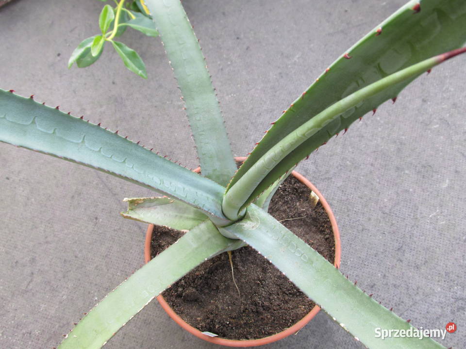Żadka agawa kolekcjonerska z Meksyku Agave aurea Kraków