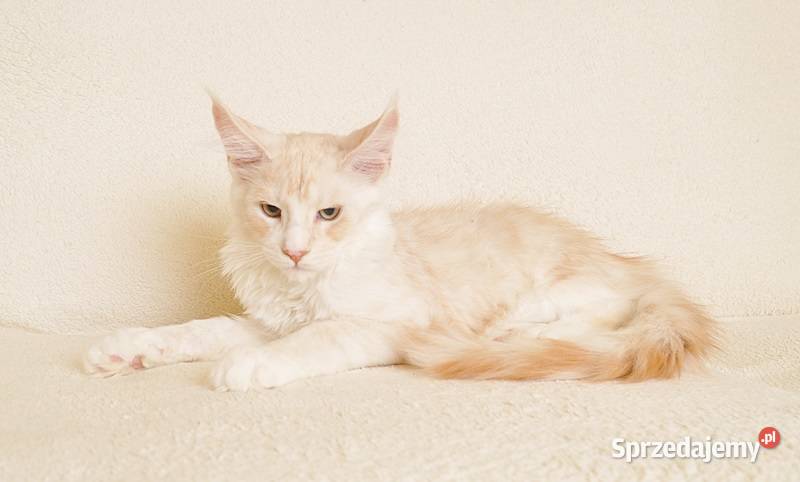 Przepiękny kocurek Maine Coon GOTOWY DO ODBIORU Białystok