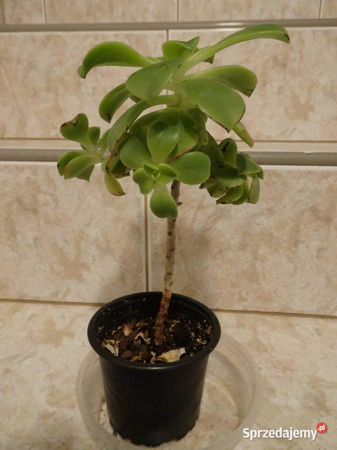 Aeonium Havorthii Kiwi Warszawa sprzedam
