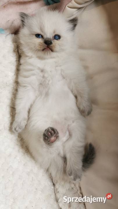 Kocięta brytyjskie point Fplp Koty Żory