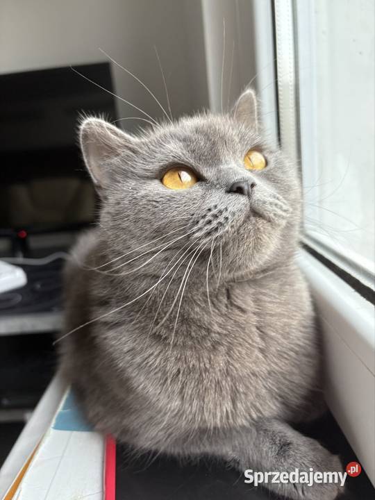 Kot brytyjski z rodowodem